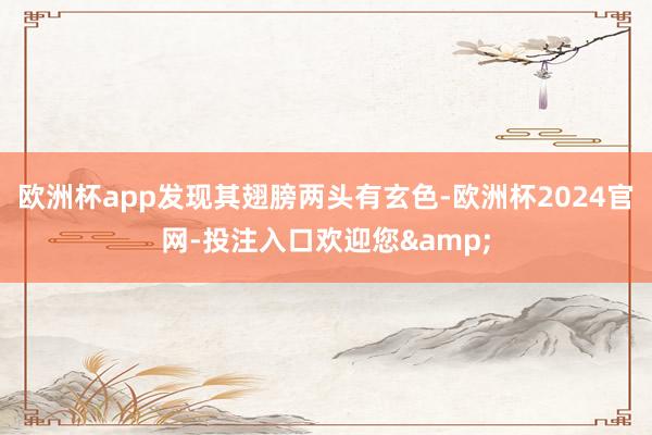 欧洲杯app发现其翅膀两头有玄色-欧洲杯2024官网-投注入口欢迎您&